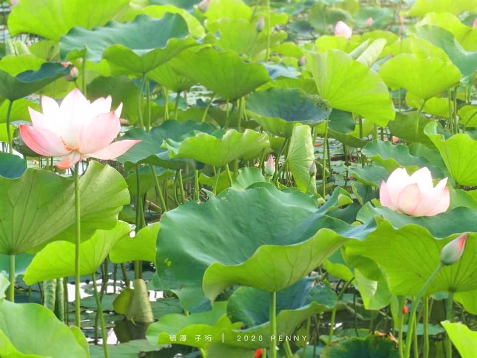 《蓬苞初开,清风满塘。》· 泽